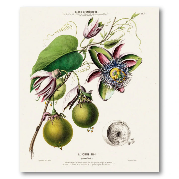 Passion Fruit Vintage Botanical Art Print