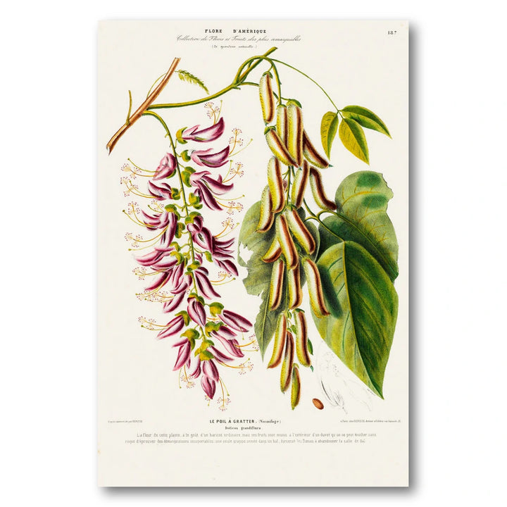 Cowhage Vine Vintage Botanical Art Print