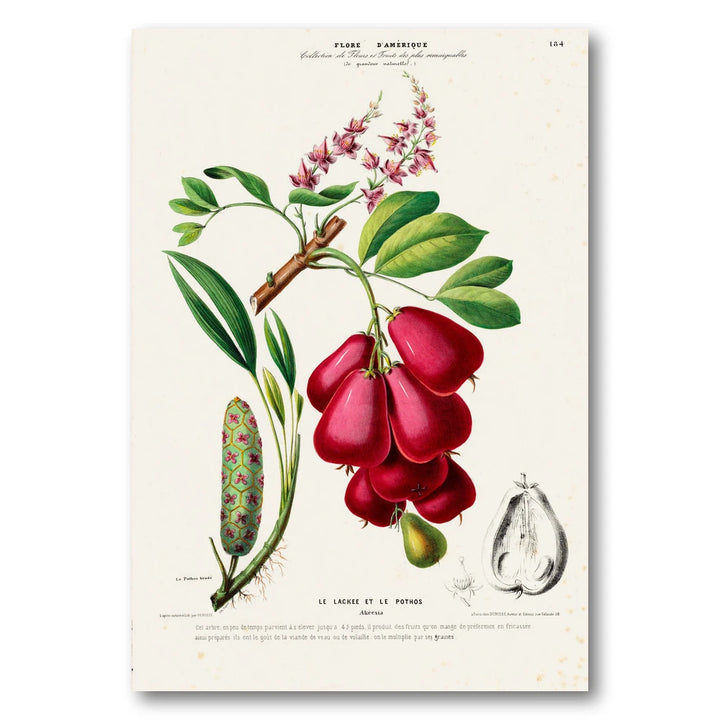 Ackee Vintage Botanical Art Print