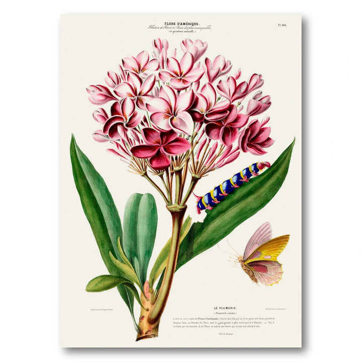 Pink Frangipani Vintage Botanical Art Print