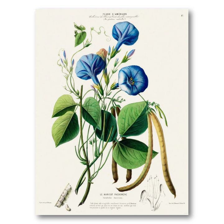 Blue Morning Glory Vintage Botanical Art Print
