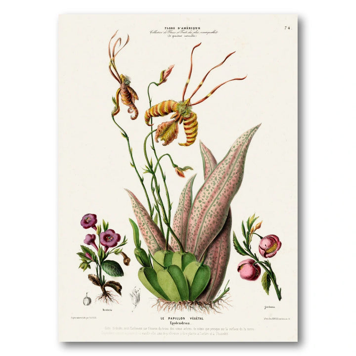 Butterfly Orchid Vintage Botanical Art Print