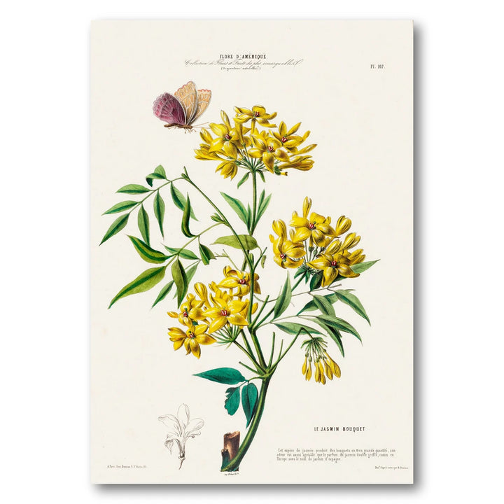 Jasmine Bouquet Vintage Botanical Art Print