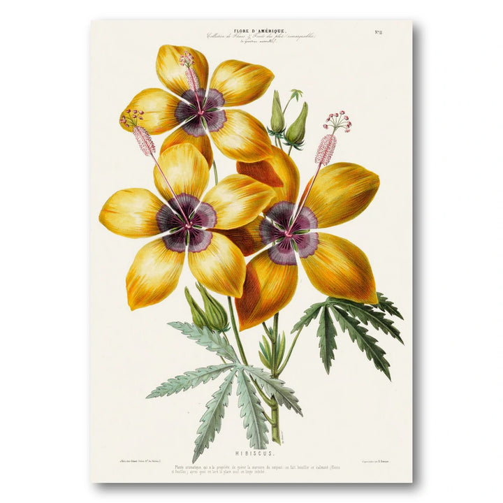 Yellow Hibiscus Vintage Botanical Art Print