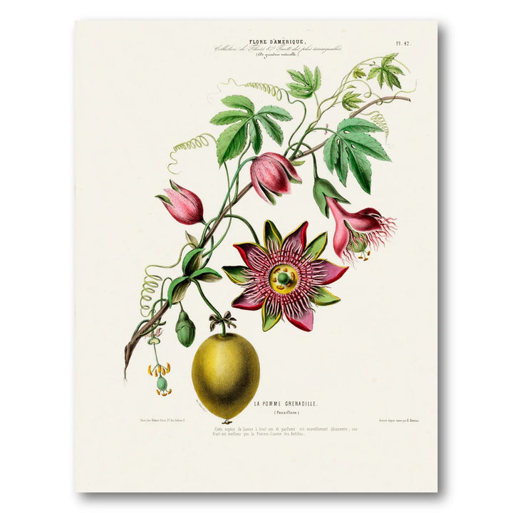 Passion Flower Vintage Botanical Art Print