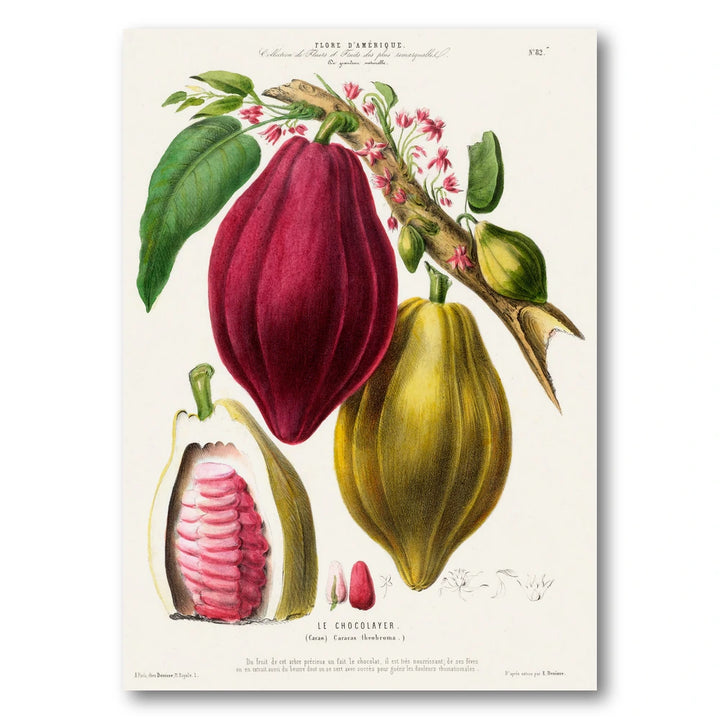 Cacao Vintage Botanical Art Print