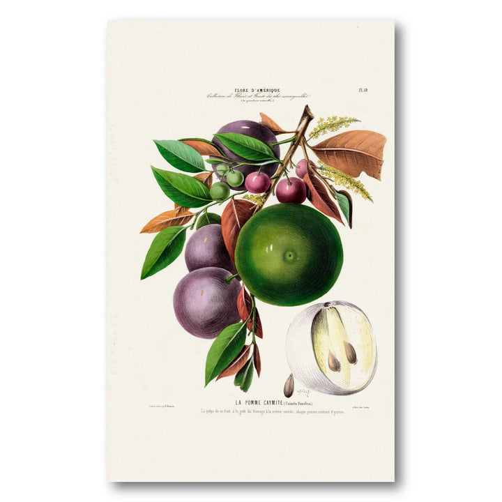 Star Apple Vintage Botanical Art Print