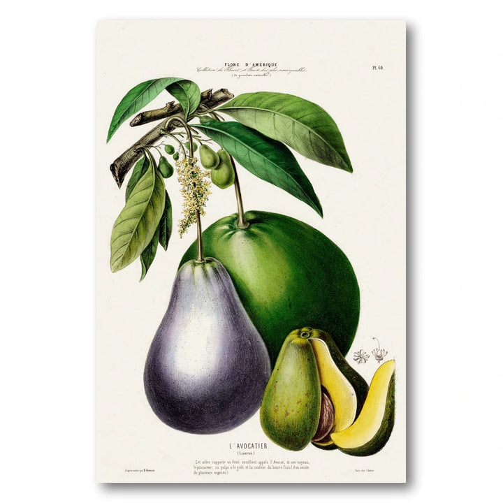 Avocado Vintage Botanical Art Print