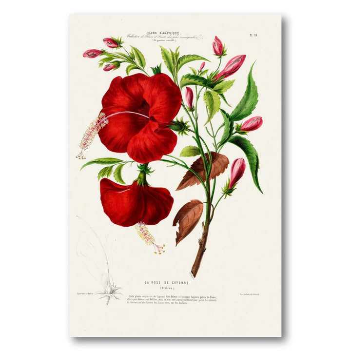 Red Hibiscus Vintage Botanical Art Print