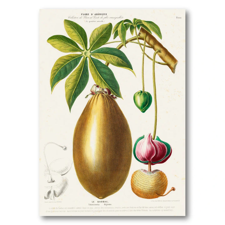 Baobab Vintage Botanical Art Print