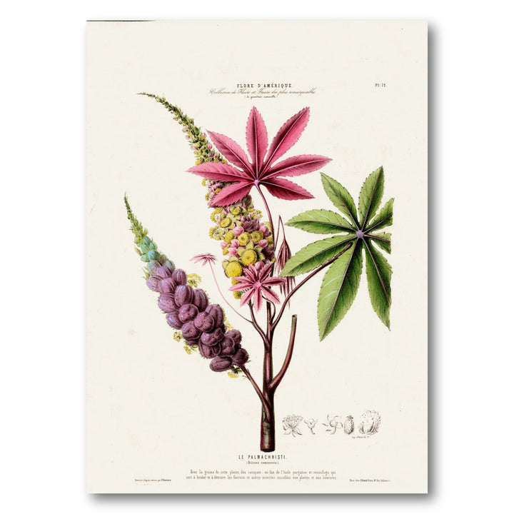 Castor Oil Plant Vintage Botanical Art Print