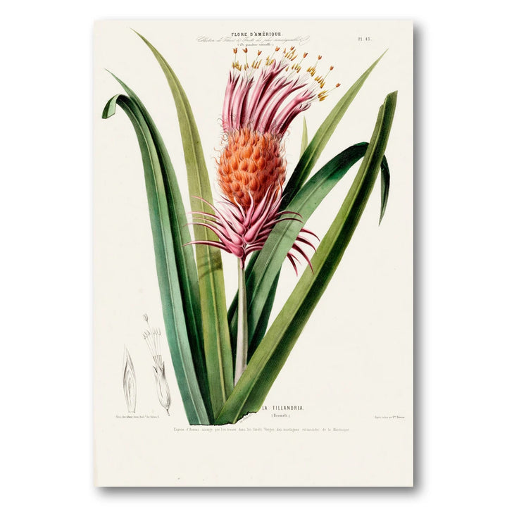 Wild Bromeliad Vintage Botanical Art Print