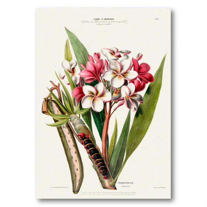 Frangipani Vintage Botanical Art Print