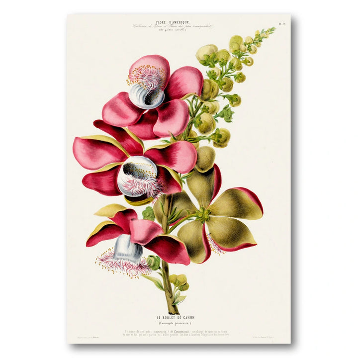 Cannonball Tree Flower Vintage Botanical Art Print