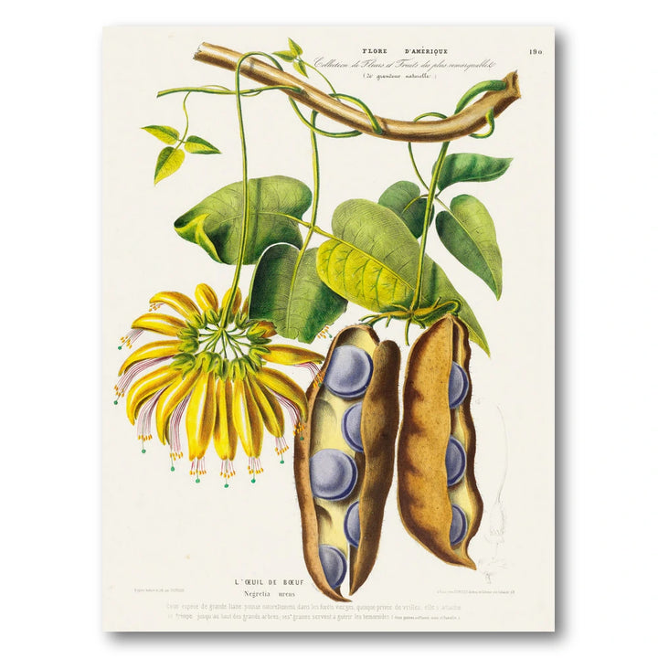 Ox-Eye Bean Vintage Botanical Art Print