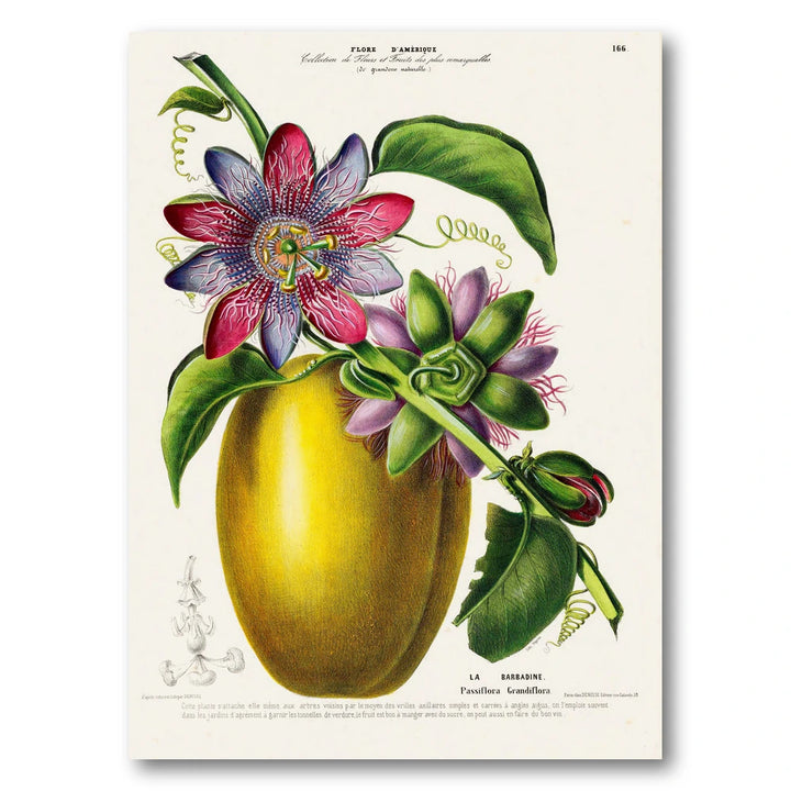 Giant Granadilla Vintage Botanical Art Print