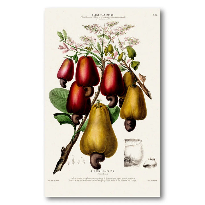 Cashew Vintage Botanical Art Print