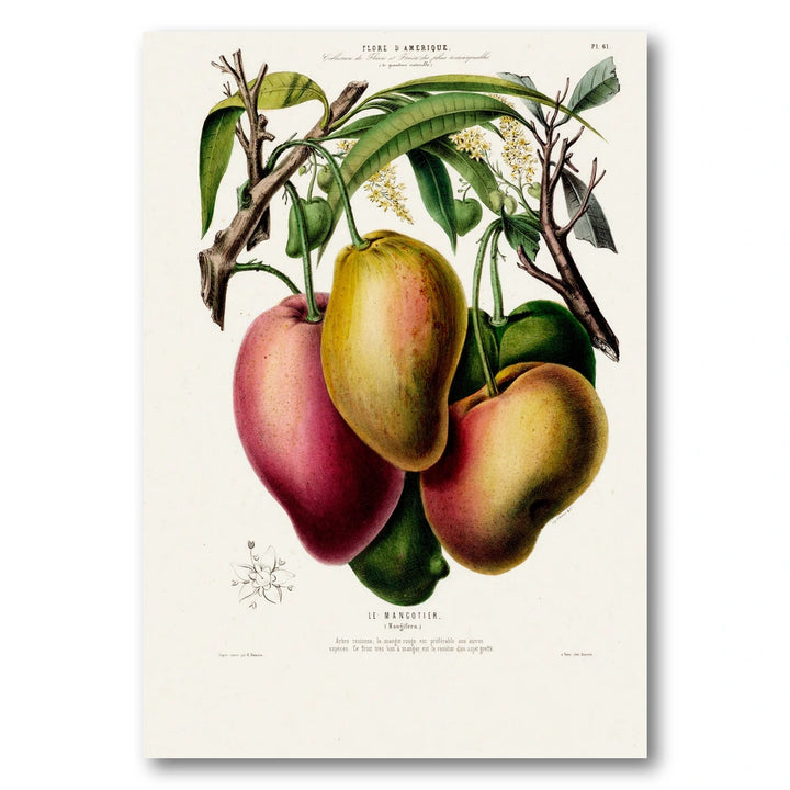 Mango Vintage Botanical Art Print