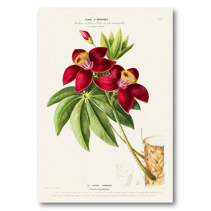Silk Cotton Tree Flower Vintage Botanical Art Print