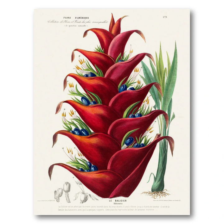 Heliconia Vintage Botanical Art Print