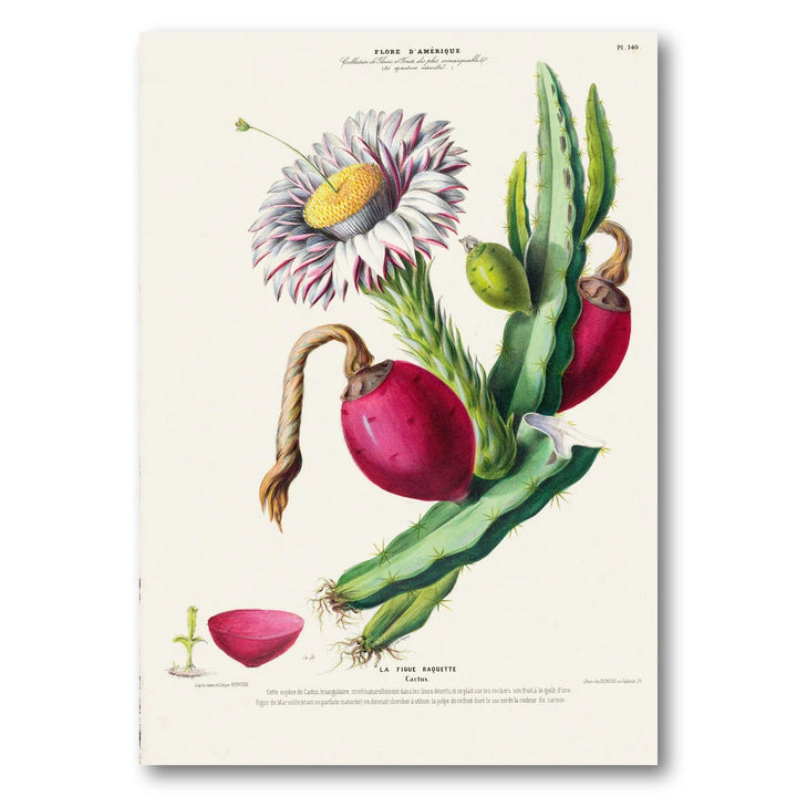 Prickly Pear Cactus Vintage Botanical Art Print