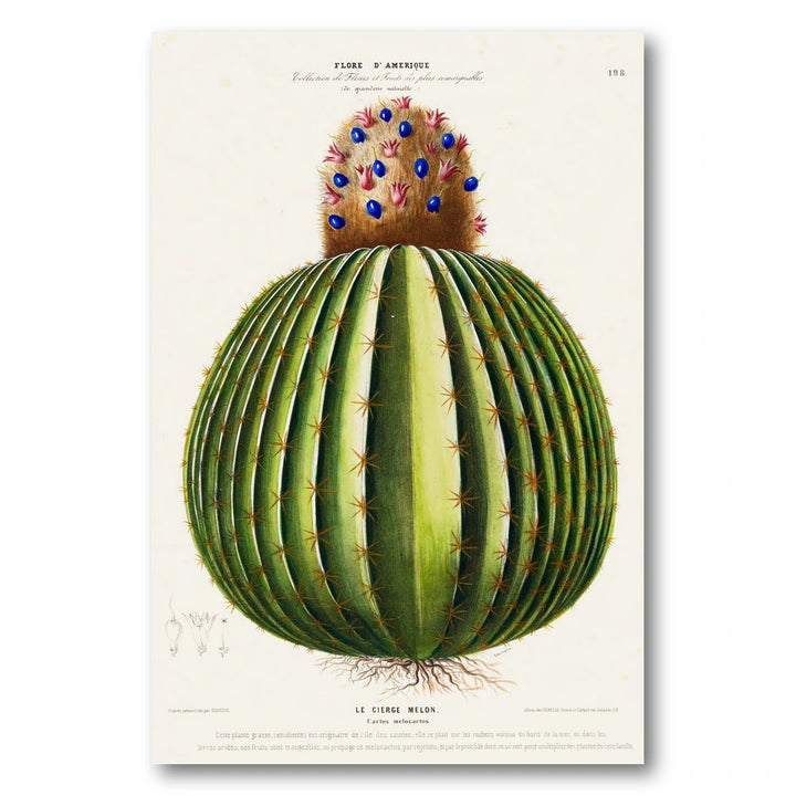 Melon Cactus Vintage Botanical Art Print