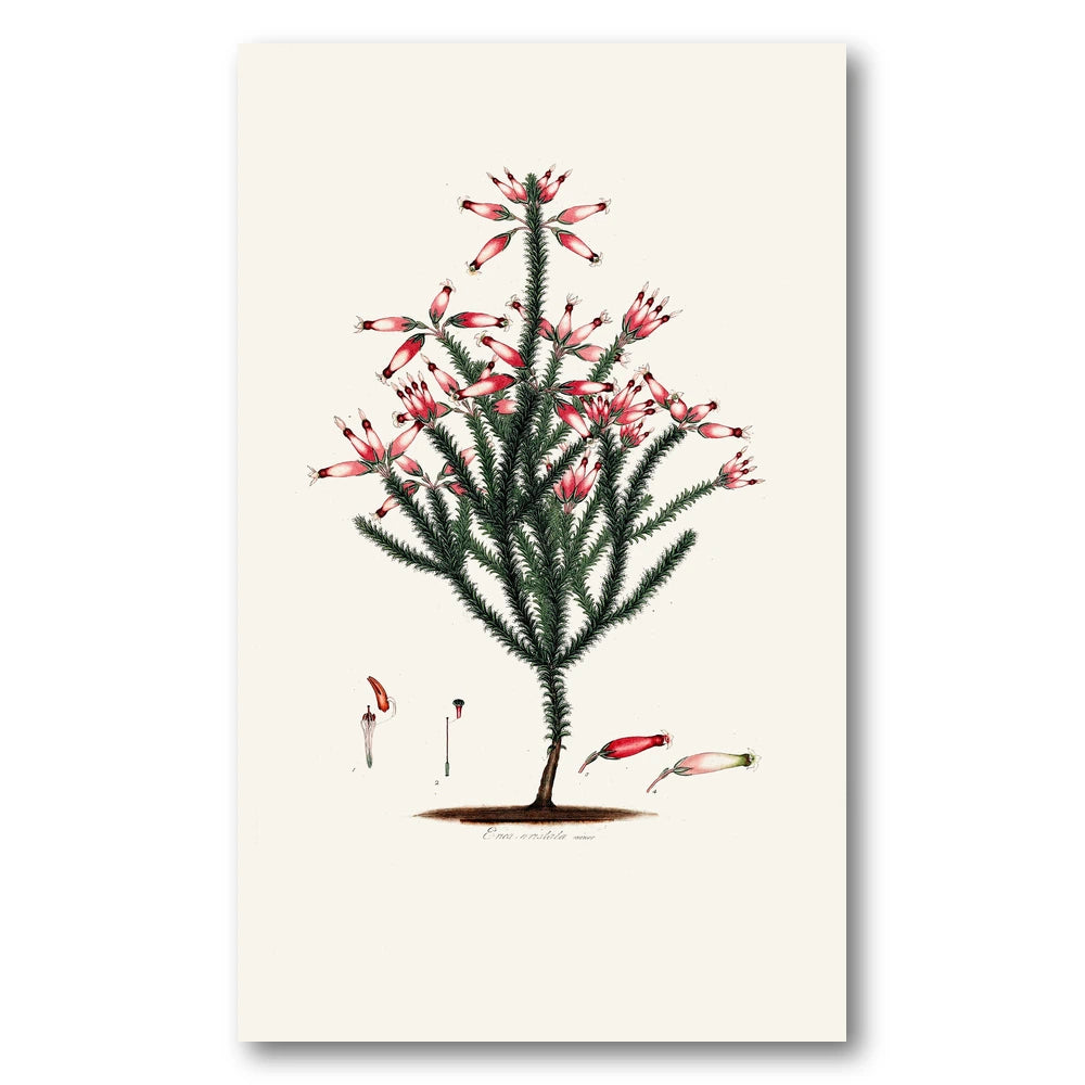 Cape Fynbos – Erica aristata minor Art Print