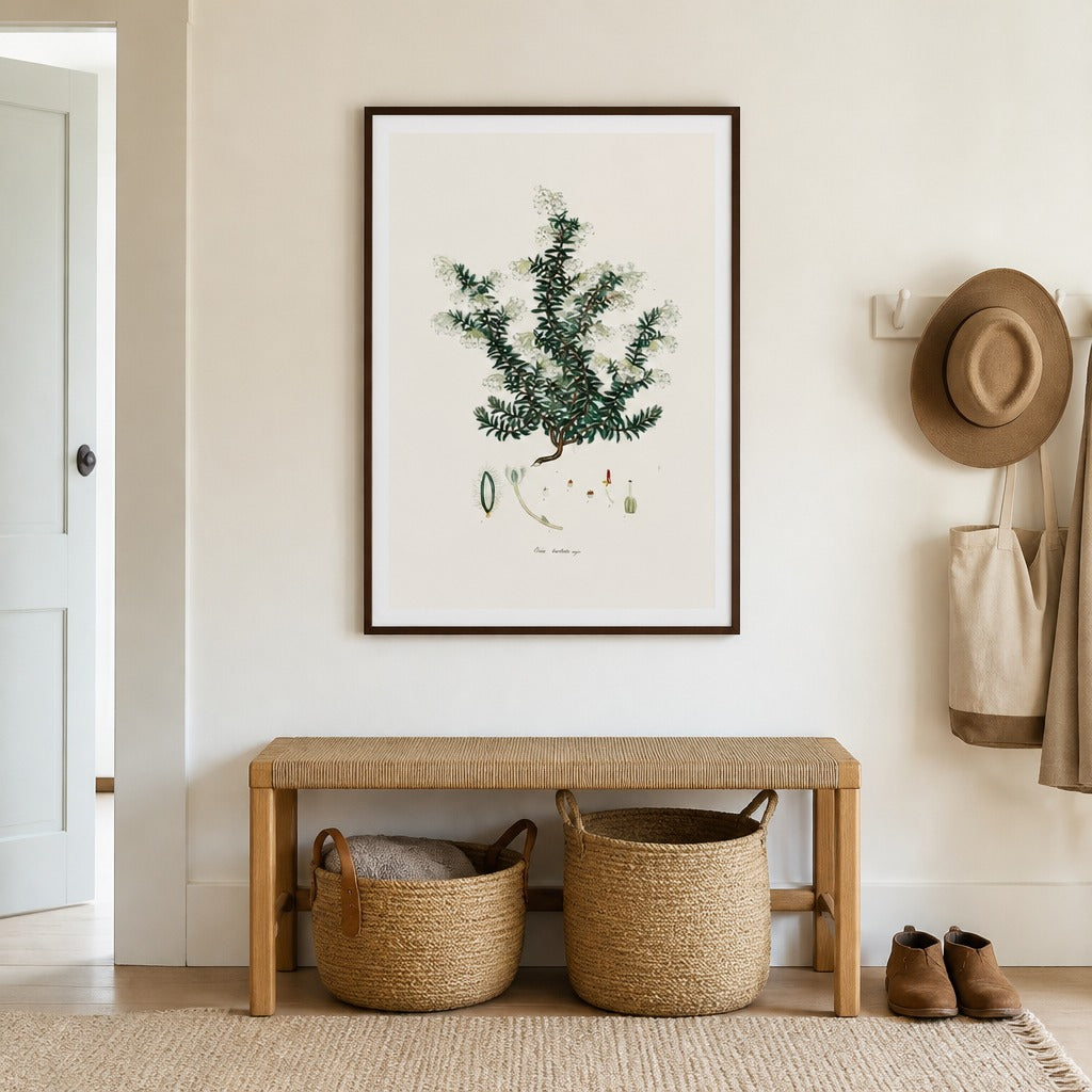 Erica barbata major Cape fynbos art print framed in a South African farmhouse