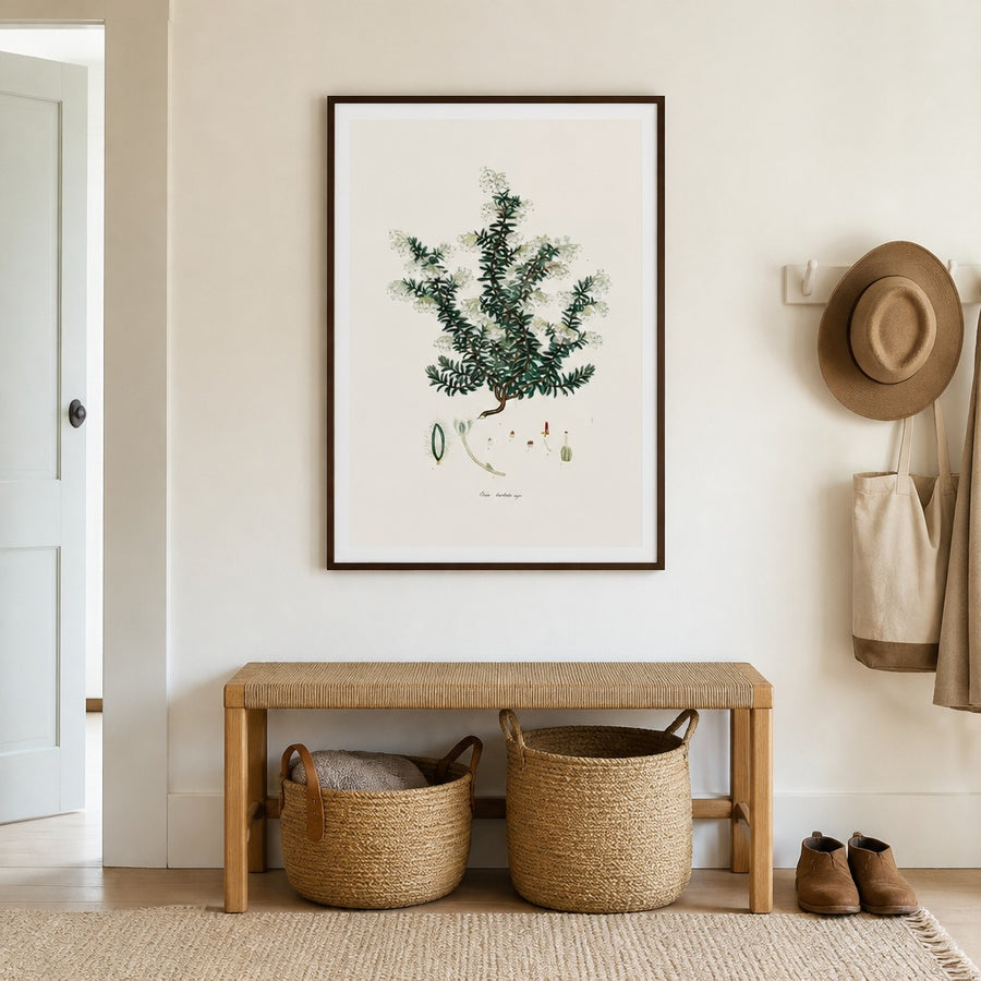 Cape Fynbos – Erica barbata major Art Print in a room setting