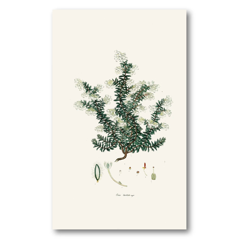 Cape Fynbos – Erica barbata major Art Print