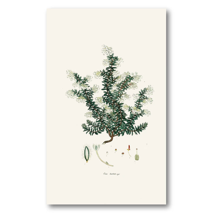Cape Fynbos – Erica barbata major Art Print