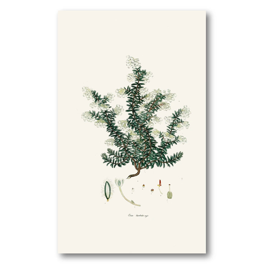Cape Fynbos – Erica barbata major Art Print
