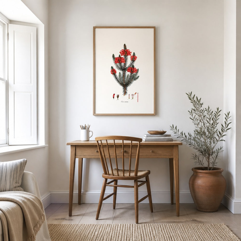 Erica coccinea Cape fynbos art print framed in a South African farmhouse