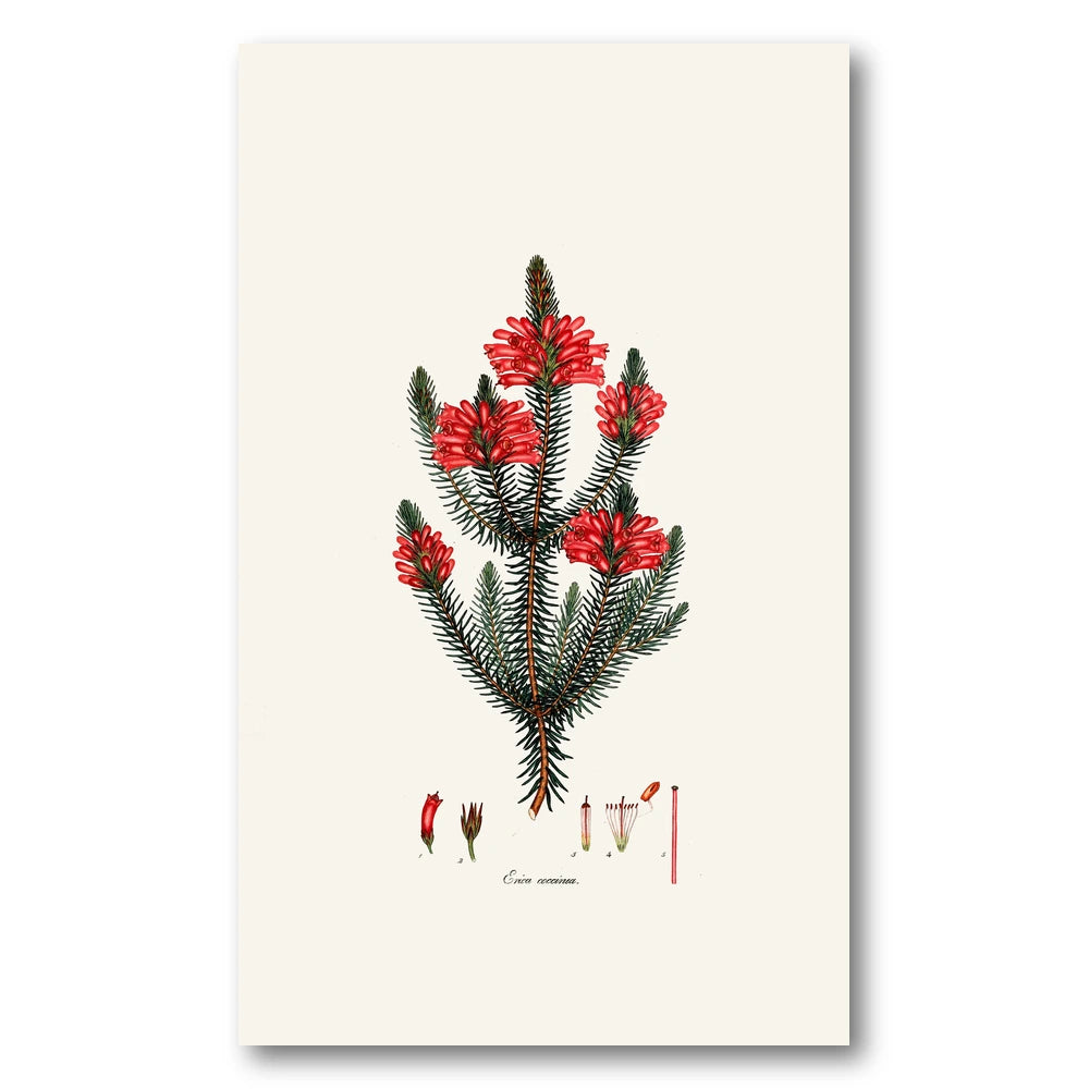Cape Fynbos – Erica coccinea Art Print