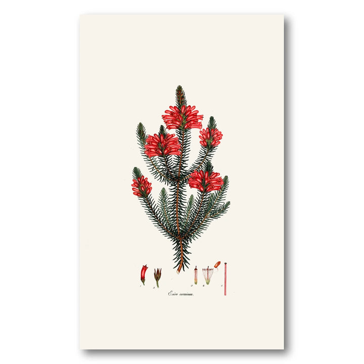 Cape Fynbos – Erica coccinea Art Print