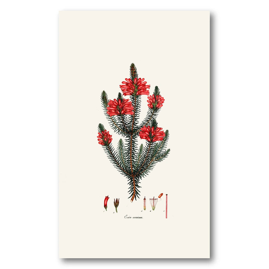 Cape Fynbos – Erica coccinea Art Print