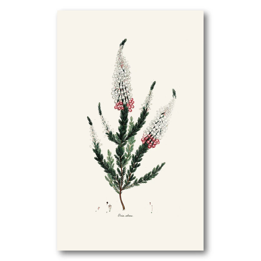 Cape Fynbos – Erica colorans Art Print