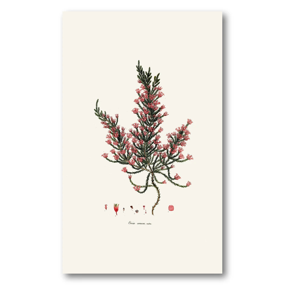 Cape Fynbos – Erica comosa rubra Art Print