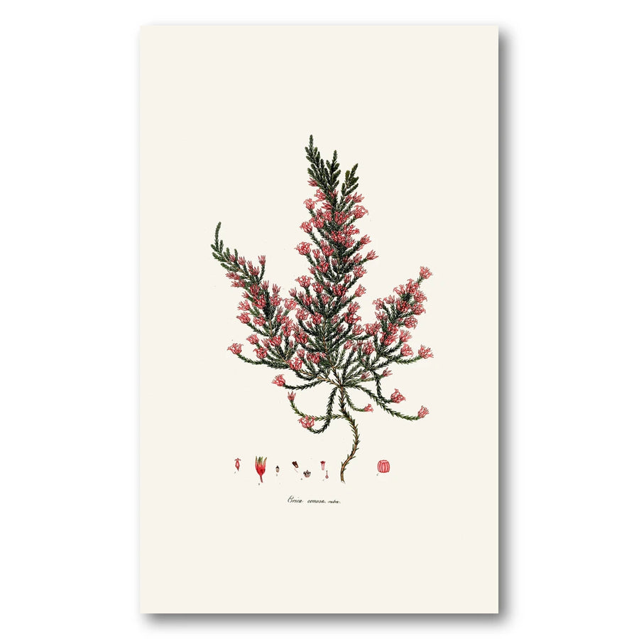 Cape Fynbos – Erica comosa rubra Art Print