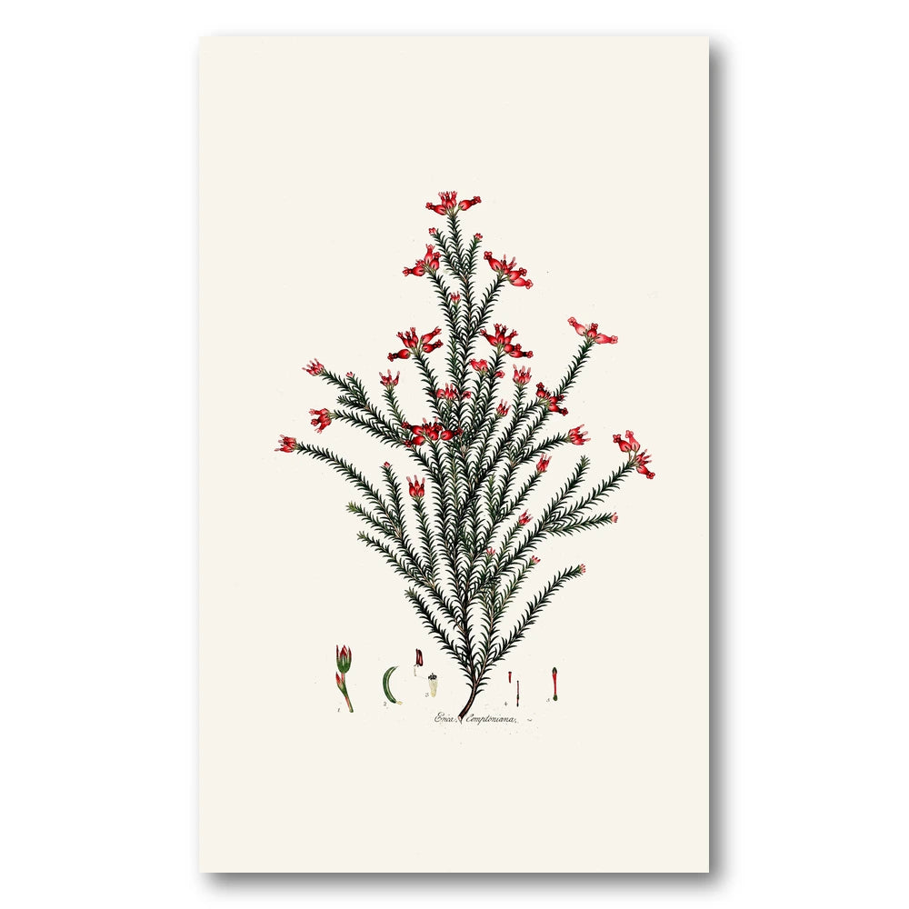 Cape Fynbos – Erica comptoniana Art Print