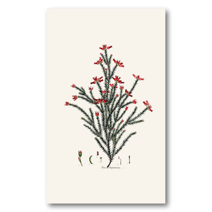 Cape Fynbos – Erica comptoniana Art Print