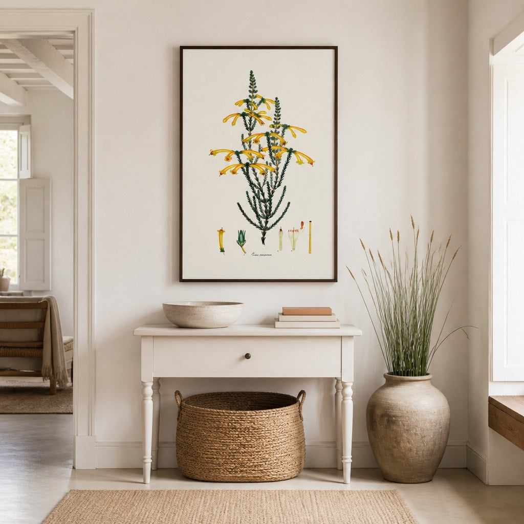 Erica conspicua Cape fynbos art print framed in a South African farmhouse