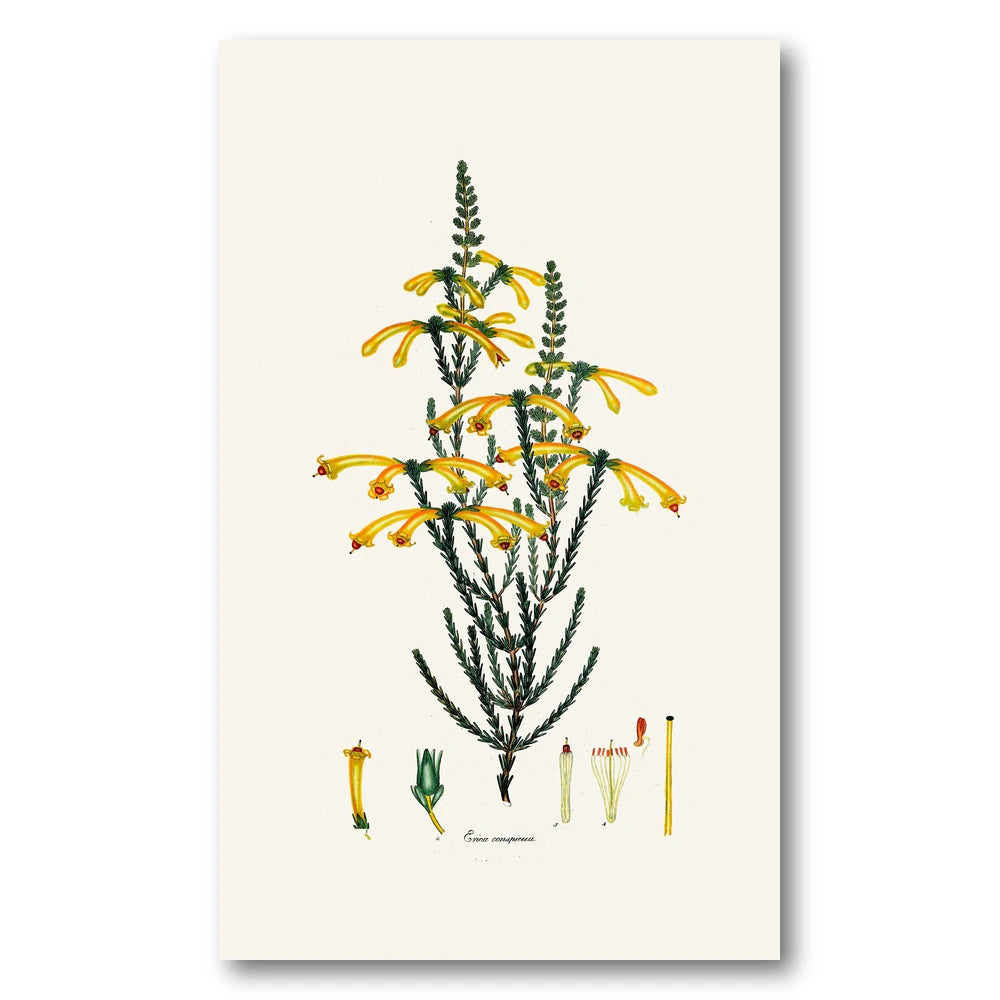 Cape Fynbos – Erica conspicua Art Print