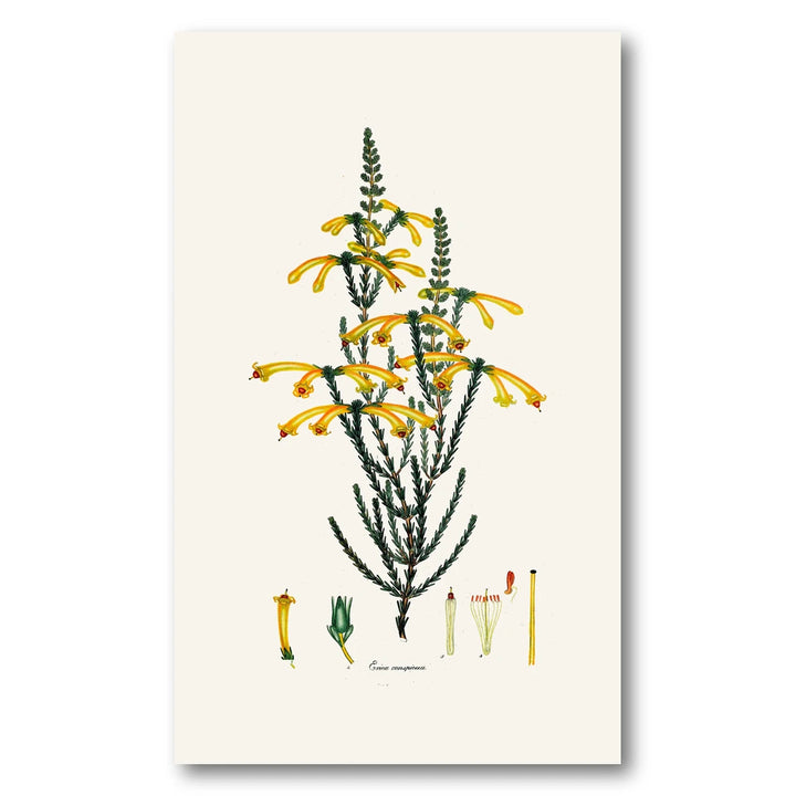 Cape Fynbos – Erica conspicua Art Print
