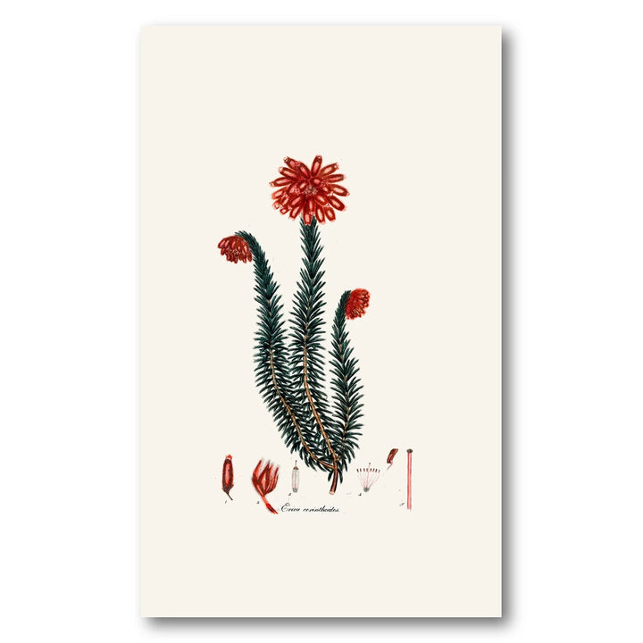 Cape Fynbos – Erica corinthioides Art Print