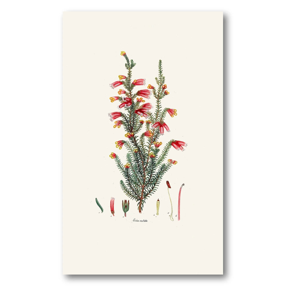 Cape Fynbos – Erica costata Art Print