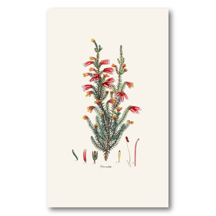 Cape Fynbos – Erica costata Art Print