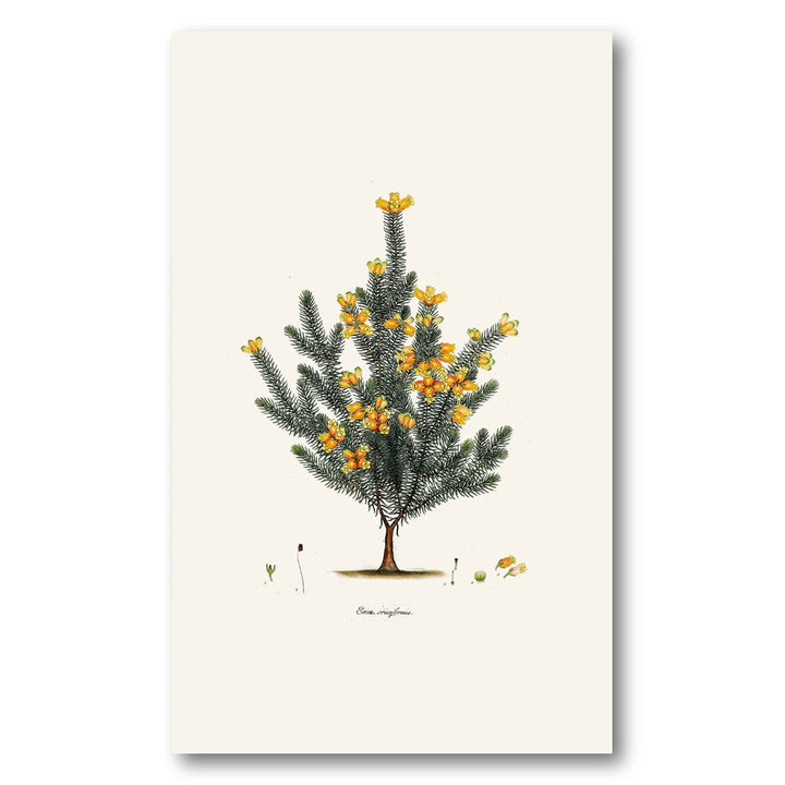 Cape Fynbos – Erica cruciformis Art Print