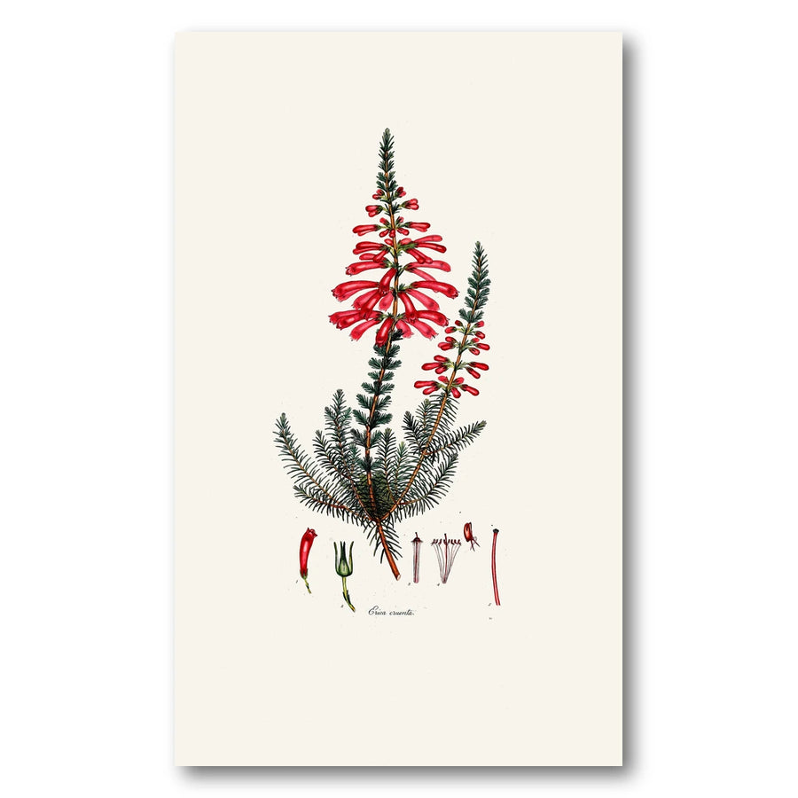 Cape Fynbos – Erica cruenta Art Print