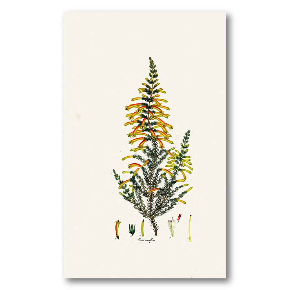 Cape Fynbos – Erica curviflora Art Print